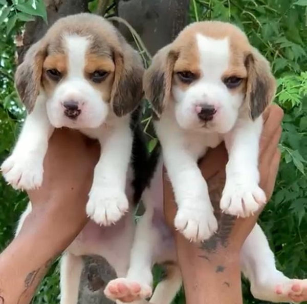 Male & Feale Beagle Puppies Available For Sale.