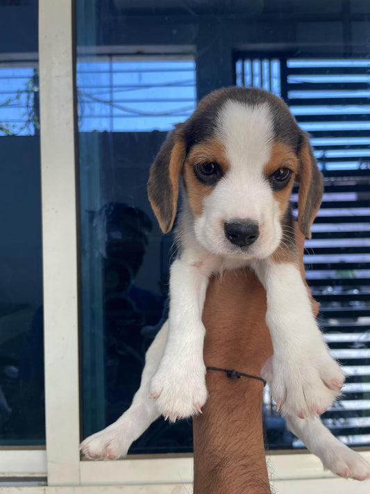 Get Male Beagle Puppies Available For Sale.
