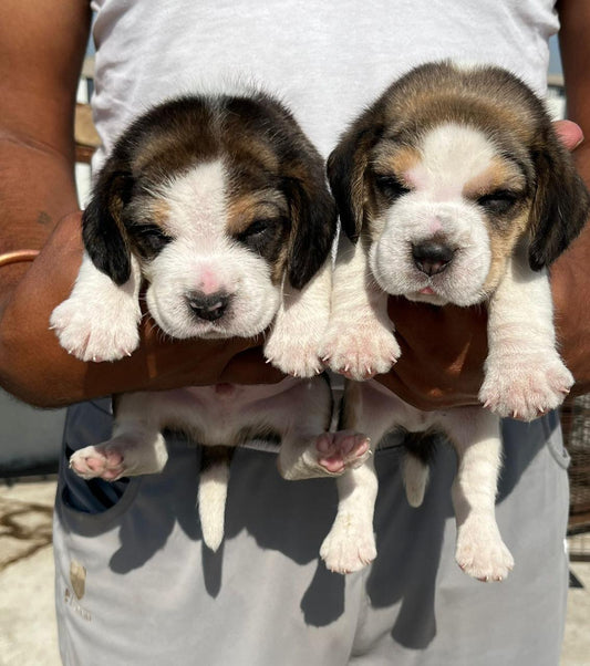 Energetic Beagle Puppies Available For Sale In Mumbai.