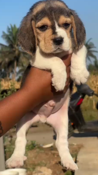 Purchase Male Beagle Puppies Available For Sale In Pune.
