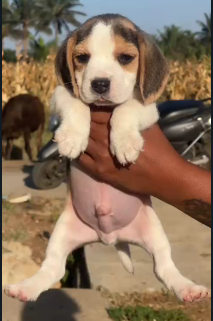 Get Male & Female Beagle Puppies Available For Sale.
