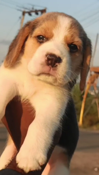 Buy Male Beagle Puppies Available For Sale.
