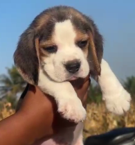 We have Male Beagle Puppies Available For Sale At Pune.
