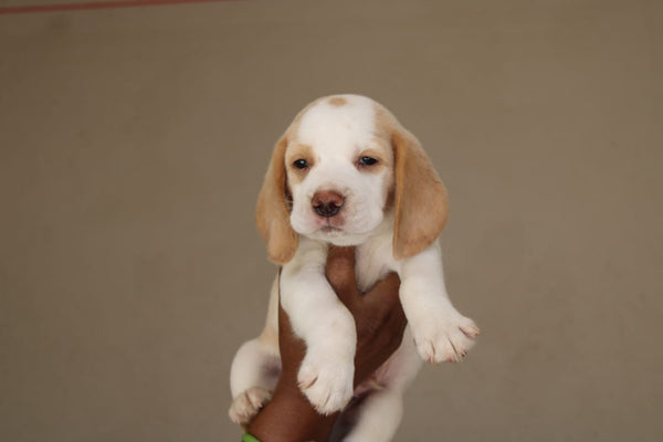 Healthy Beagle Male Puppy Available For Sale In Jaipur.

