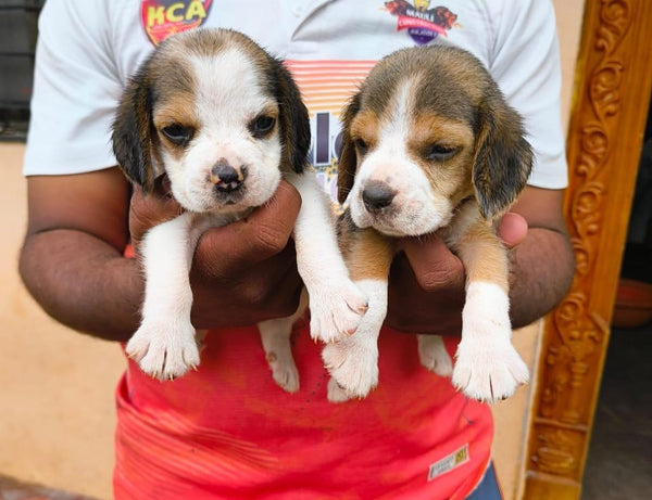 We have tricolor beagle male & female puppies available for sale in chennai.