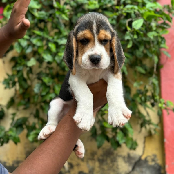 Buy Male Beagle Puppies From Jaipur.
