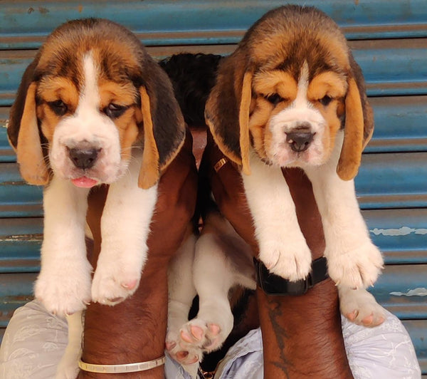 Buy Male Beagle Puppies From Chennai.
