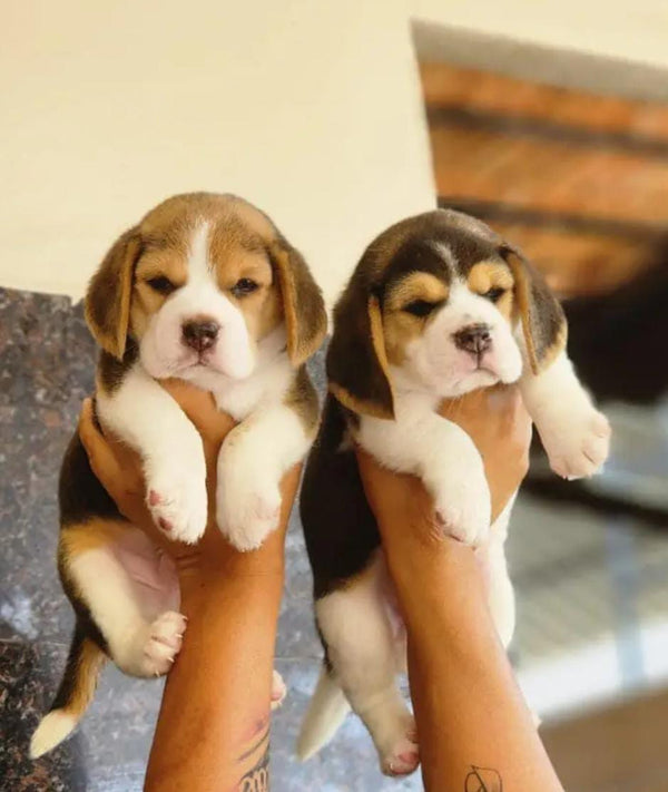Purchase Tricolor Male & Female Beagle Puppies From Jaipur.
