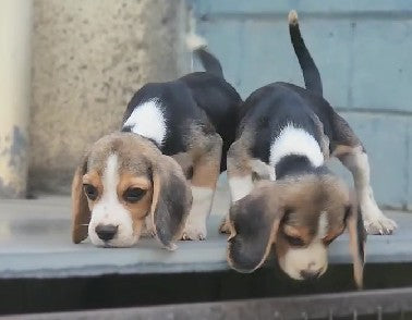 Purchase Tricolor Male & Female Beagle Puppies From chennai.
