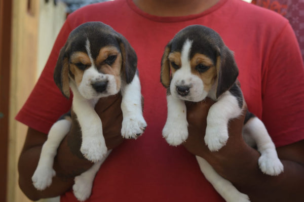 We have best quality beagle puppies in jaipur.
