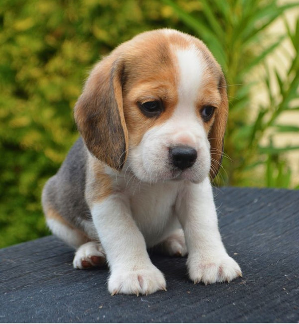We have best quality beagle puppies in chennai.
