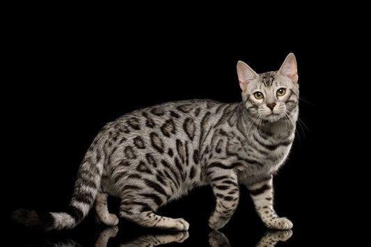 Bengal Cat
