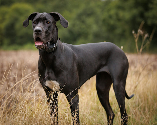 Majestic male & female great dane puppies at affordable price.
