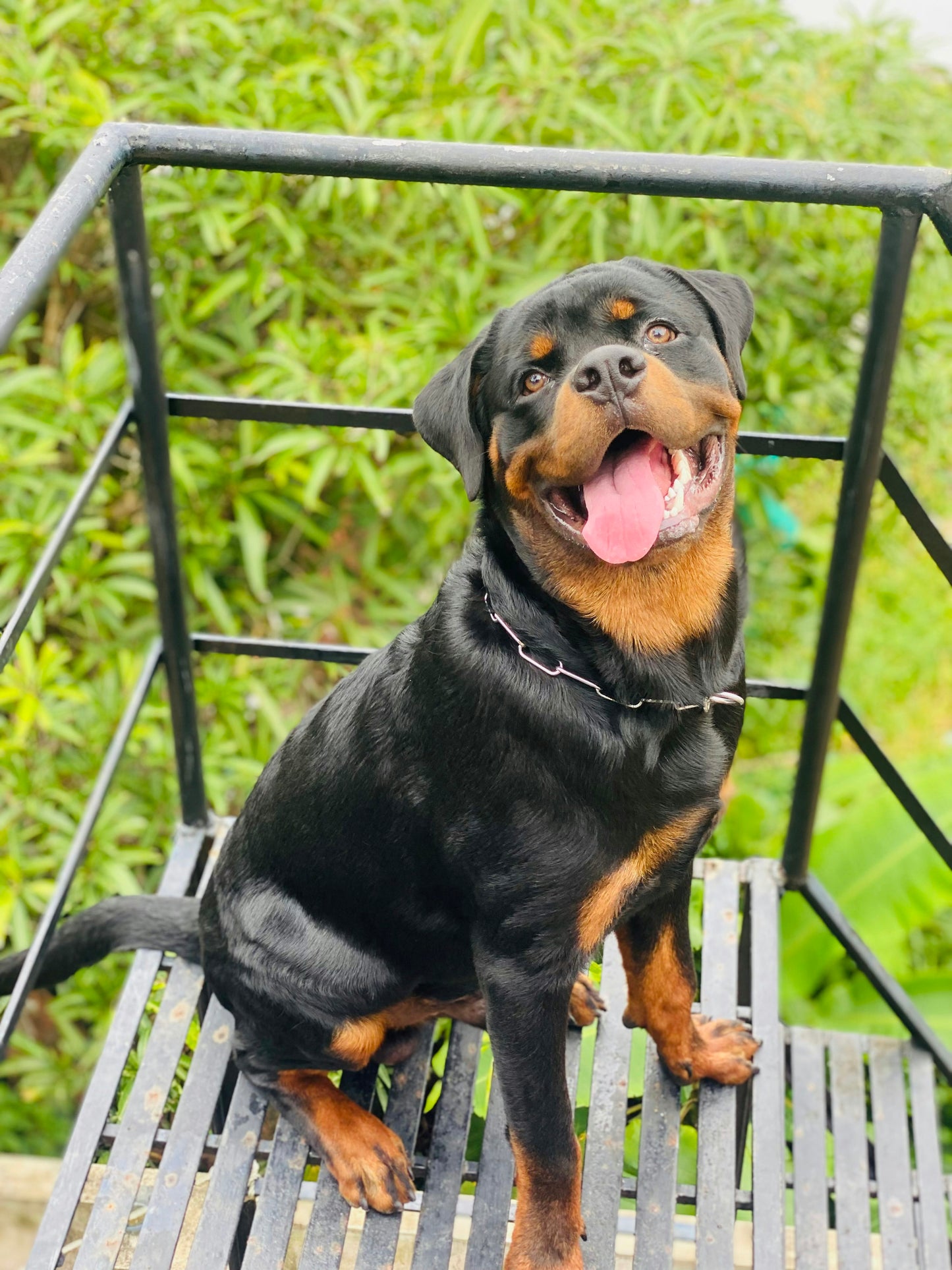Alert & Athletic Rottweiler Puppy Available For Sale.
