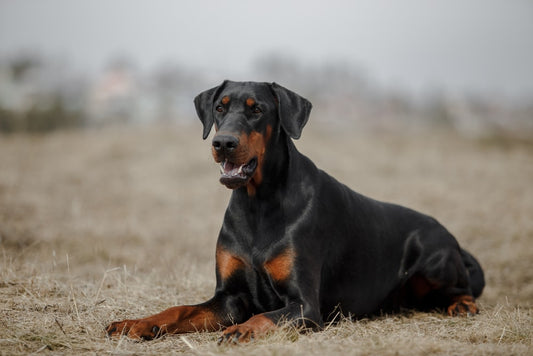 Active & Strong Doberman Puppy