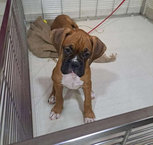 We have goofy boxer puppies available for sale in hyderabad.
