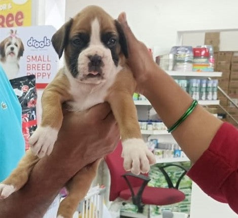 Protective boxer puppies available for sale in hyderabad.

