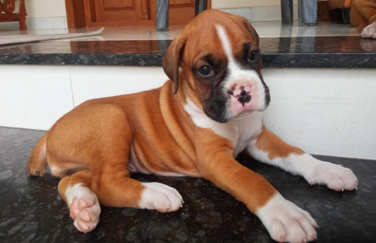 Buy Muscular boxer Male & female puppies from hyderabad.
