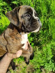 We have goofy boxer puppies available for sale in vizag.
