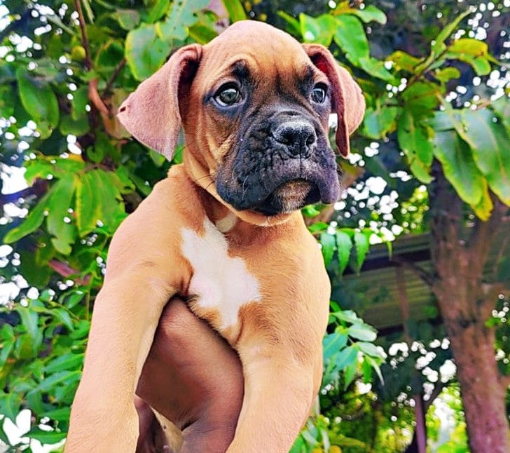 Affectionate boxer puppies available for sale in vizag.
