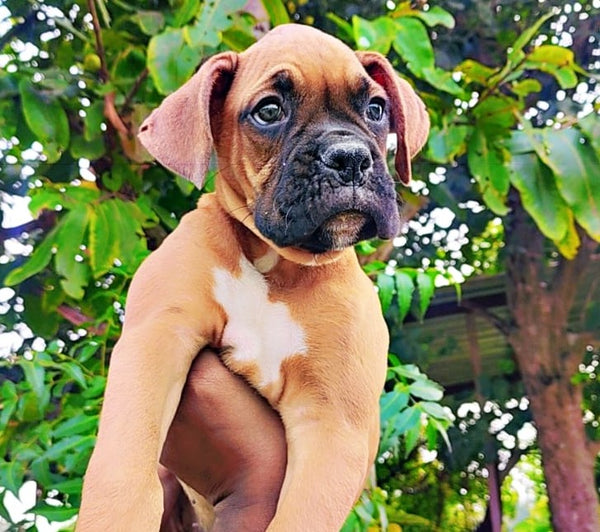Affectionate boxer puppies available for sale in vizag.
