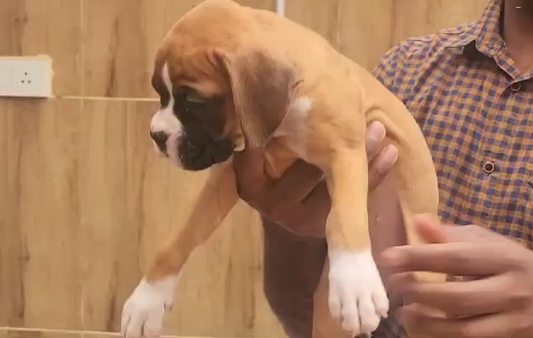 Get Male & Female Boxer Puppies Available For Sale.
