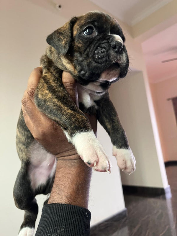Protective boxer puppies available for sale in vizag.
