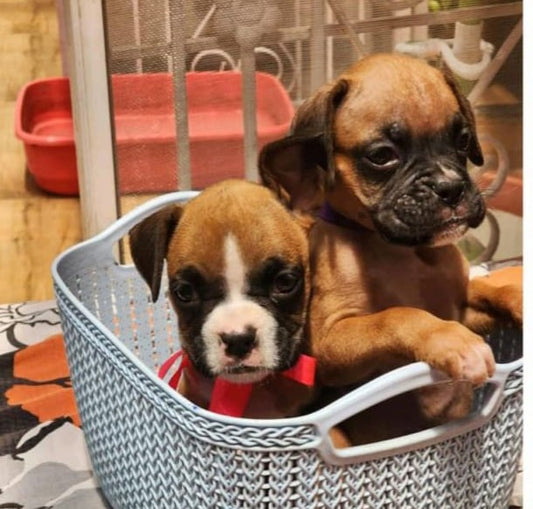 Buy Male & Female Boxer Puppies Available For Sale.
