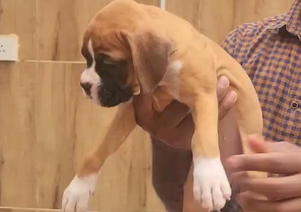 Buy Muscular boxer Male & female puppies from vizag.
