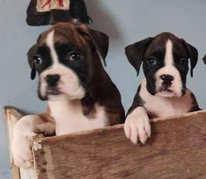 Get Male & Female Boxer Puppies Available For Sale In Ahmedabad.
