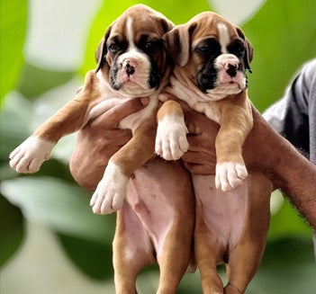 Buy Male & Female Boxer Puppies Available For Sale In Ahmedabad.
