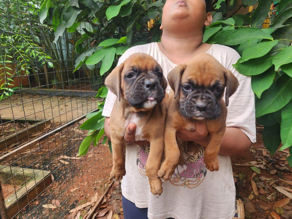 We have Male Boxer Puppies Available For Sale In Ahmedabad.
