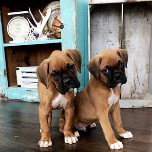 Buy Health Certified Bloodline Boxer Puppies Available For Sale In Ahmedabad.
