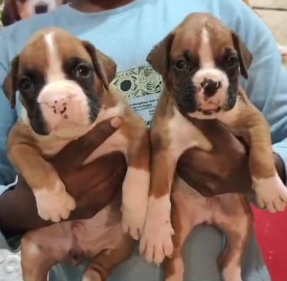 Boxer Male Puppy Available For Sale In Delhi.