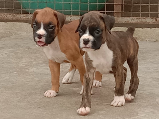 Vet Checked Boxer Puppies Available For Sale In Delhi.
