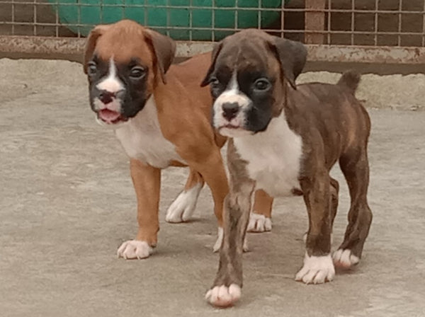 Vet Checked Boxer Puppies Available For Sale In Delhi.
