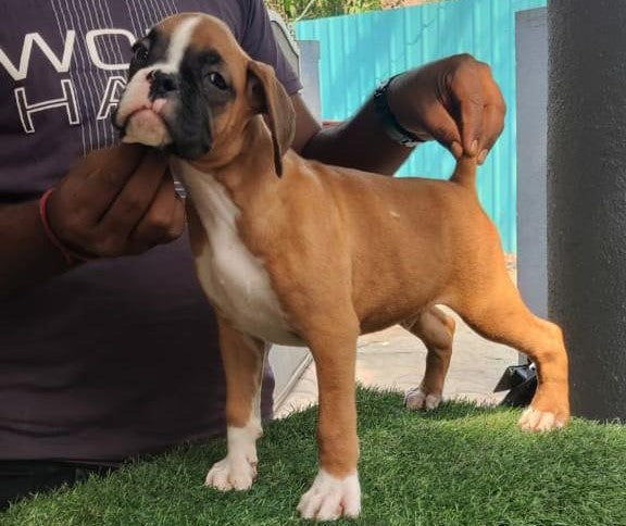 Fawn Male & Female Boxer Puppies Available For Sale In Delhi.
