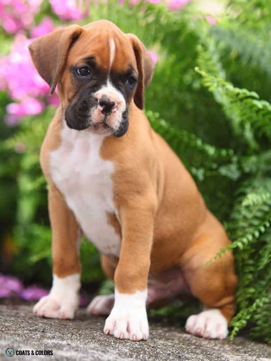 Playful & Energetic Boxer Puppy