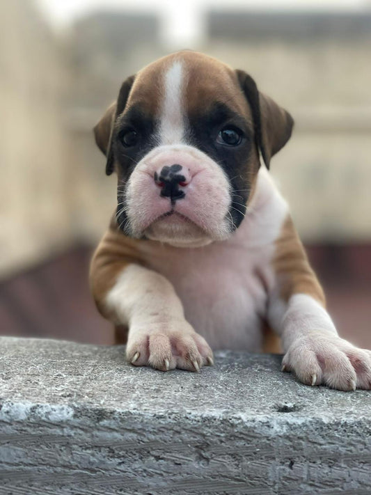Male Boxer Puppies Available For Sale.
