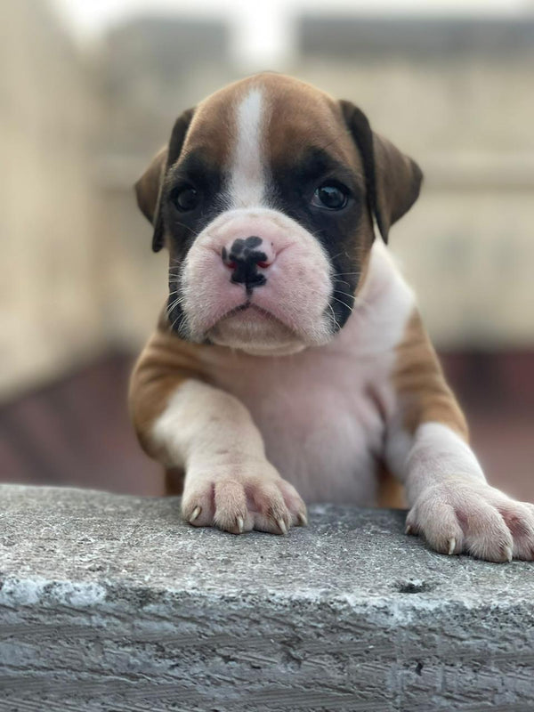 Male Boxer Puppies Available For Sale.
