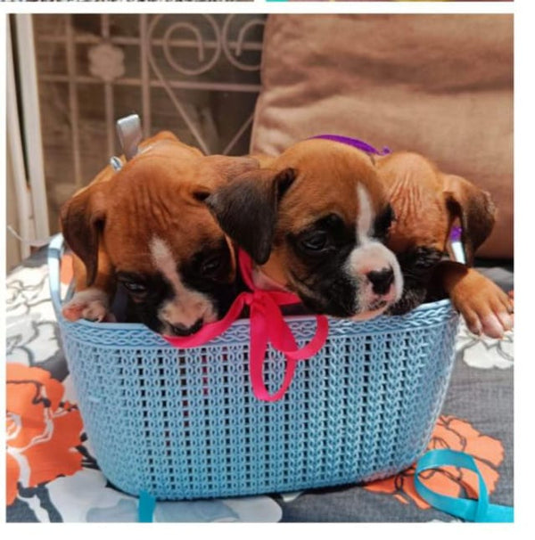 Purchase Male Boxer Puppies Available For Sale In Goa.
