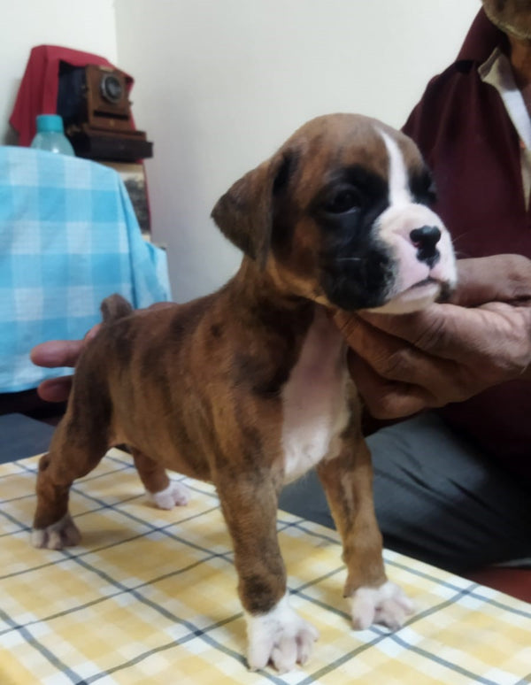 Get Female Oxer Puppies Available For Sale At goa.
