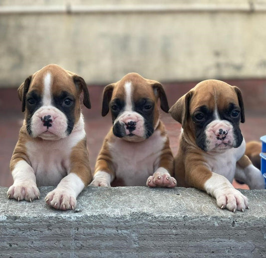 We have Male Boxer Puppies Available For Sale At Goa.
