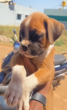 We Have Female Boxer Puppies Available For Sale In Pune.
