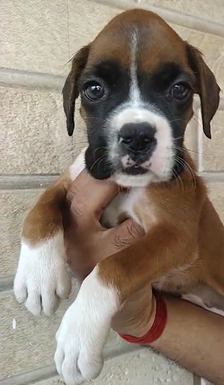 Brown Colored Boxer Puppy Available For Sale In Pune.