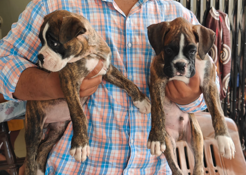 Purchase Male Boxer Puppies Available For Sale In pune.
