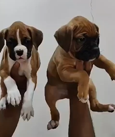 Male & Female Beagle Puppies Available For Sale In Pune.

