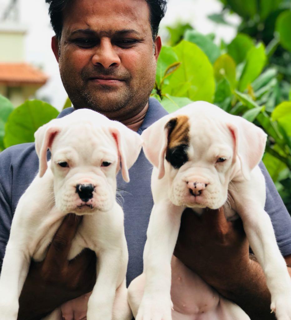 We have goofy boxer puppies available for sale in jaipur.
