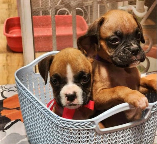 We have goofy boxer puppies available for sale in chennai.
