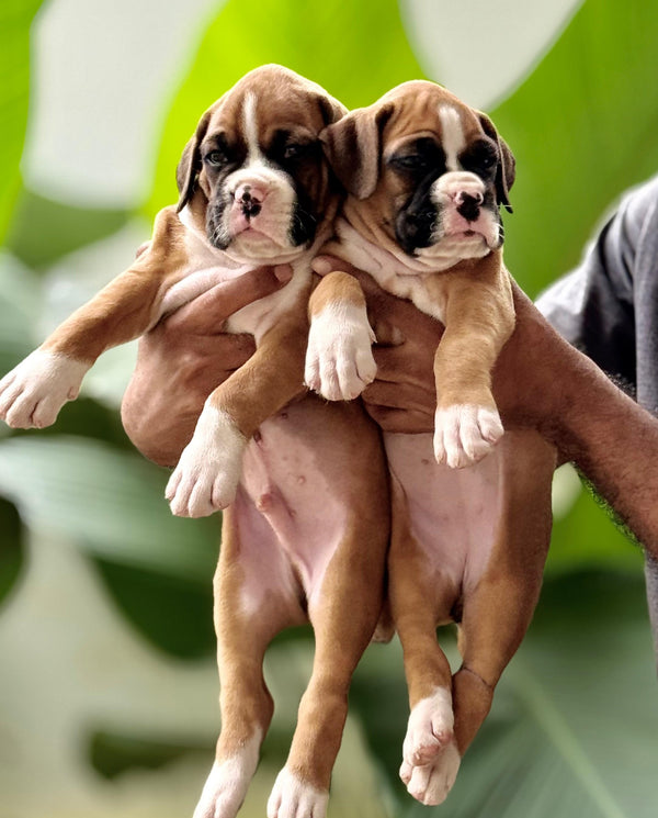 Affectionate boxer puppies available for sale in jaipur.
